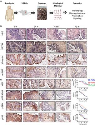 Tumor Tissue Explant Culture of Patient-Derived Xenograft as Potential Prioritization Tool for Targeted Therapy